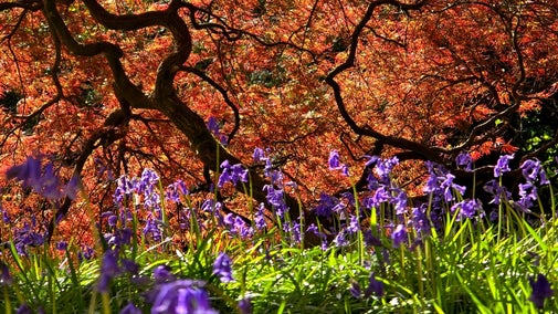Bluebells and acers at Standen in spring.